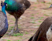 An image from the video, “Peafowl Predicament: Friend or ‘Foul’?”